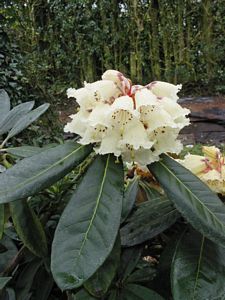 Rhodo protistum